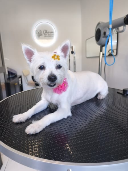 Charm Pet Salon Grooming — photo
