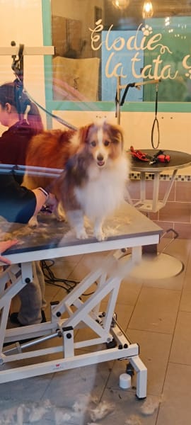 Dog d'Élite — photo