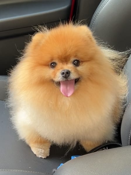 Salon de toilettage - AU LUXE CANIN — photo