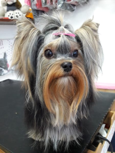 Le chien ovillois — photo