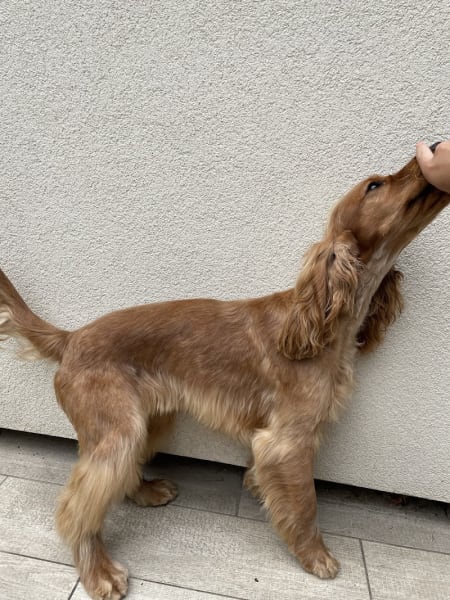 Le chien ovillois — photo