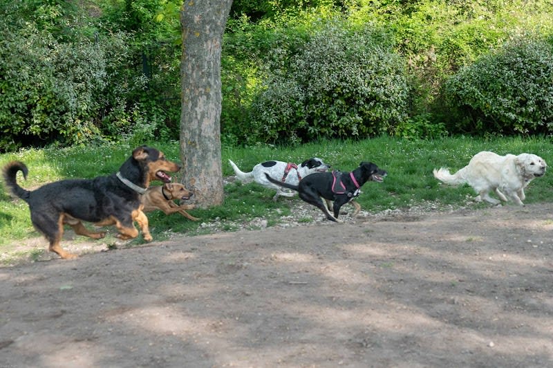 Caniparc - Parc à chiens — photo