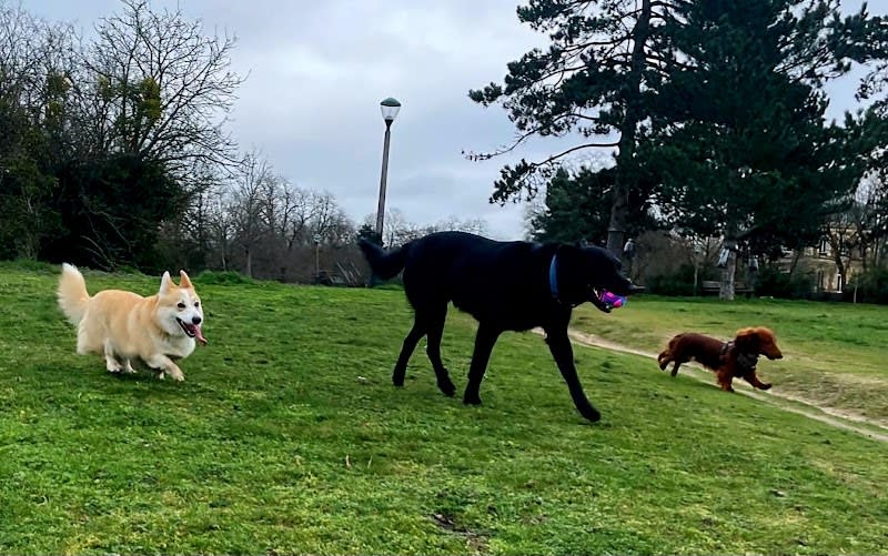 Scarlette & Friends — photo