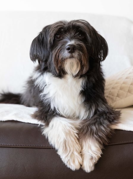 Place aux Chiens - Comportementaliste canin & Pension familiale — photo