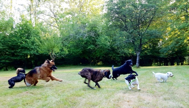 Le Domaine de Fides - Pension familiale pour chien 78 — photo