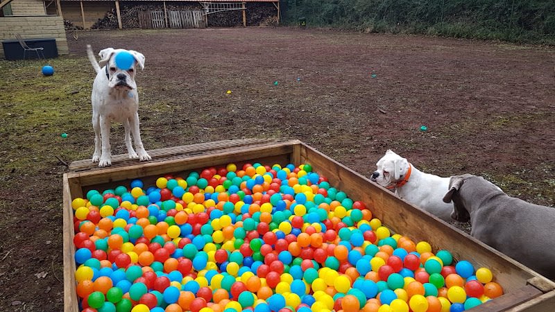 Le Domaine de Fides - Pension familiale pour chien 78 — photo