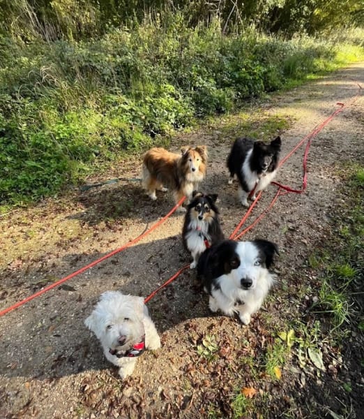 Dogs Friends - Éducation, Comportement canin, Pension, Balade — photo