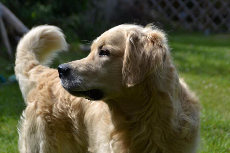 Soluce Animo ( pension pour chats, visites à domicile, promenades canines) — photo