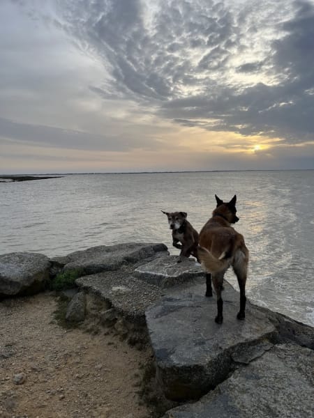Pension chien 78 JOREL — photo