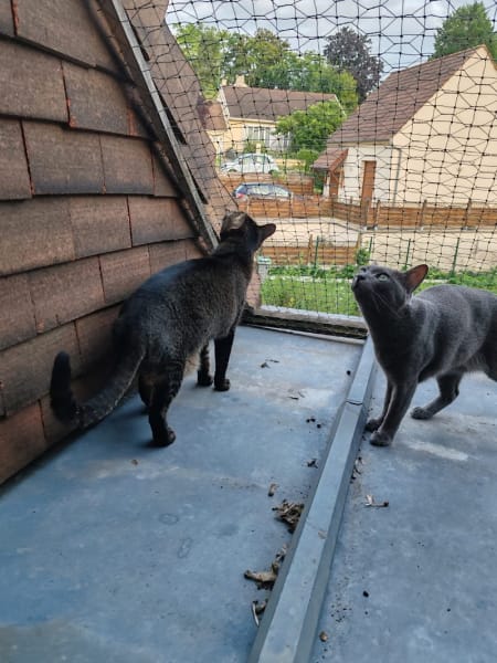 Pattes'O'Calm - Comportementaliste félin, Pet-Sitter, Pension chiens et chats — photo