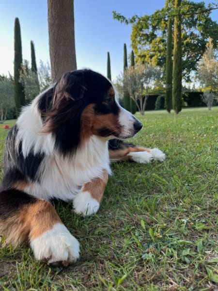 Kiobéi Educateur canin — photo