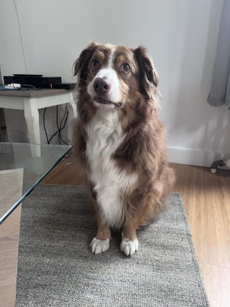 Happy Doggy — photo