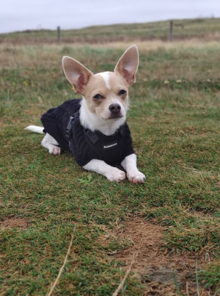 Bonny and Co Éducateur Canin (Versailles) — photo