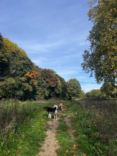 Animocoeur - Comportement du chat et du chien|Balades & visites à domicile — photo