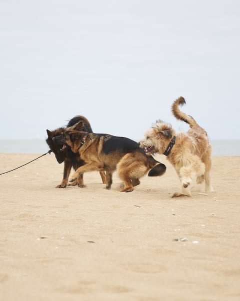 De Nature Canine Saint Germain en Laye Educateur Canin — photo