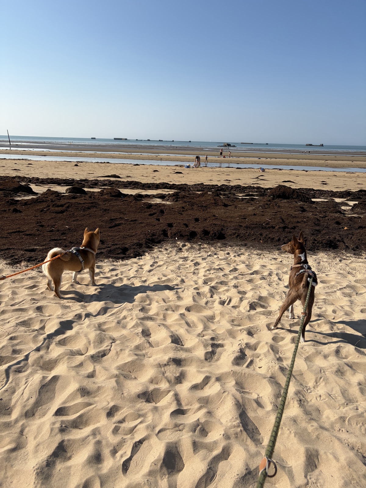Plage d’Asnelles — photo