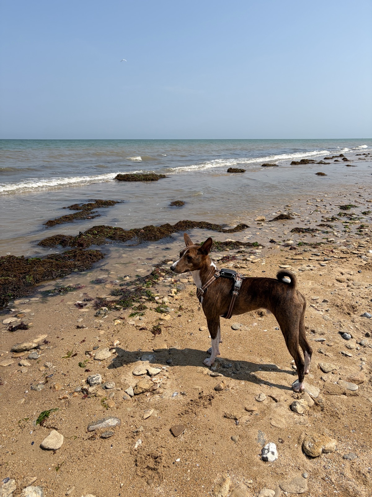 Plage dogfriendly à Courseulles-sur-Mer — photo