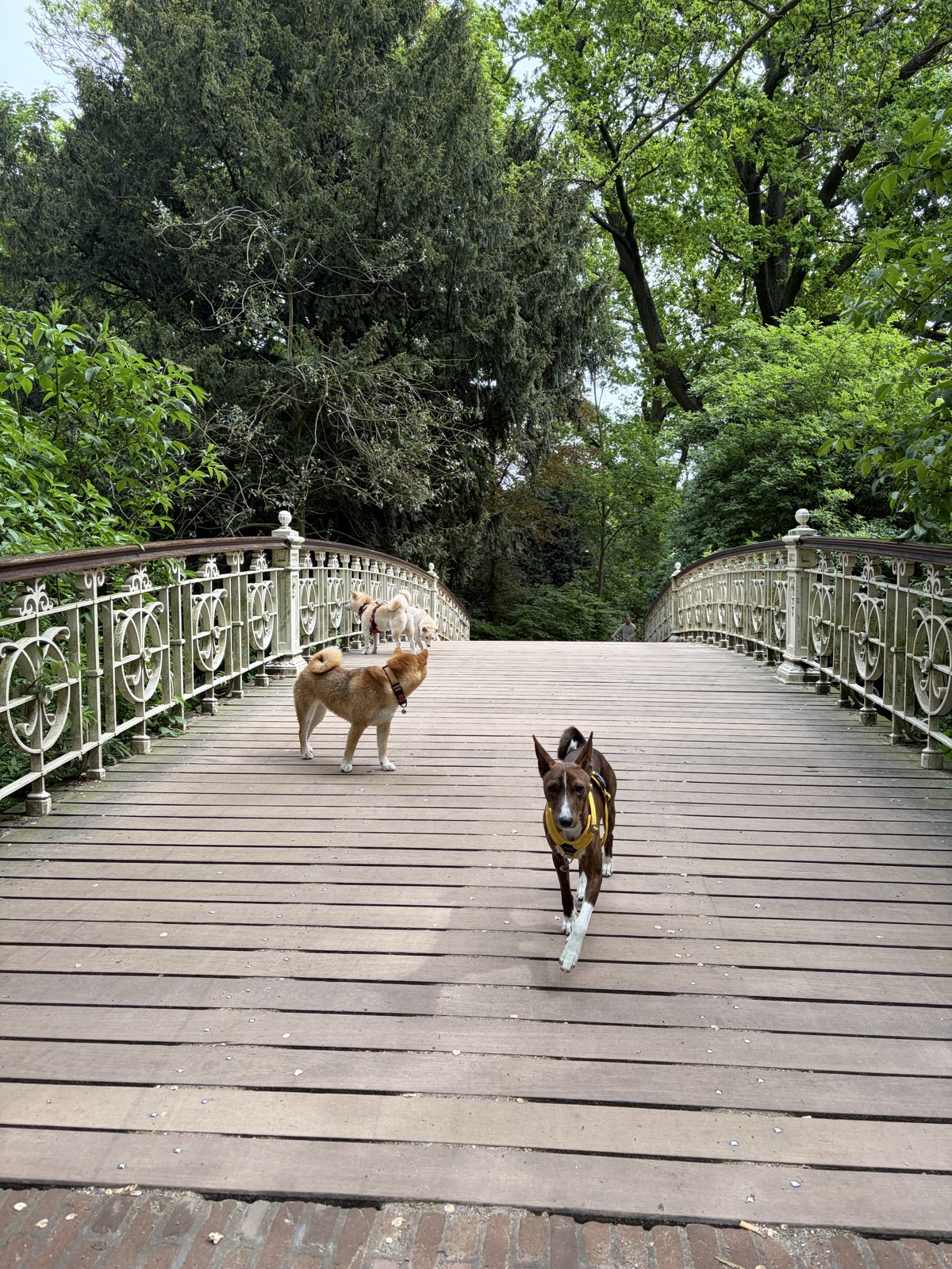 Vondelpark — photo