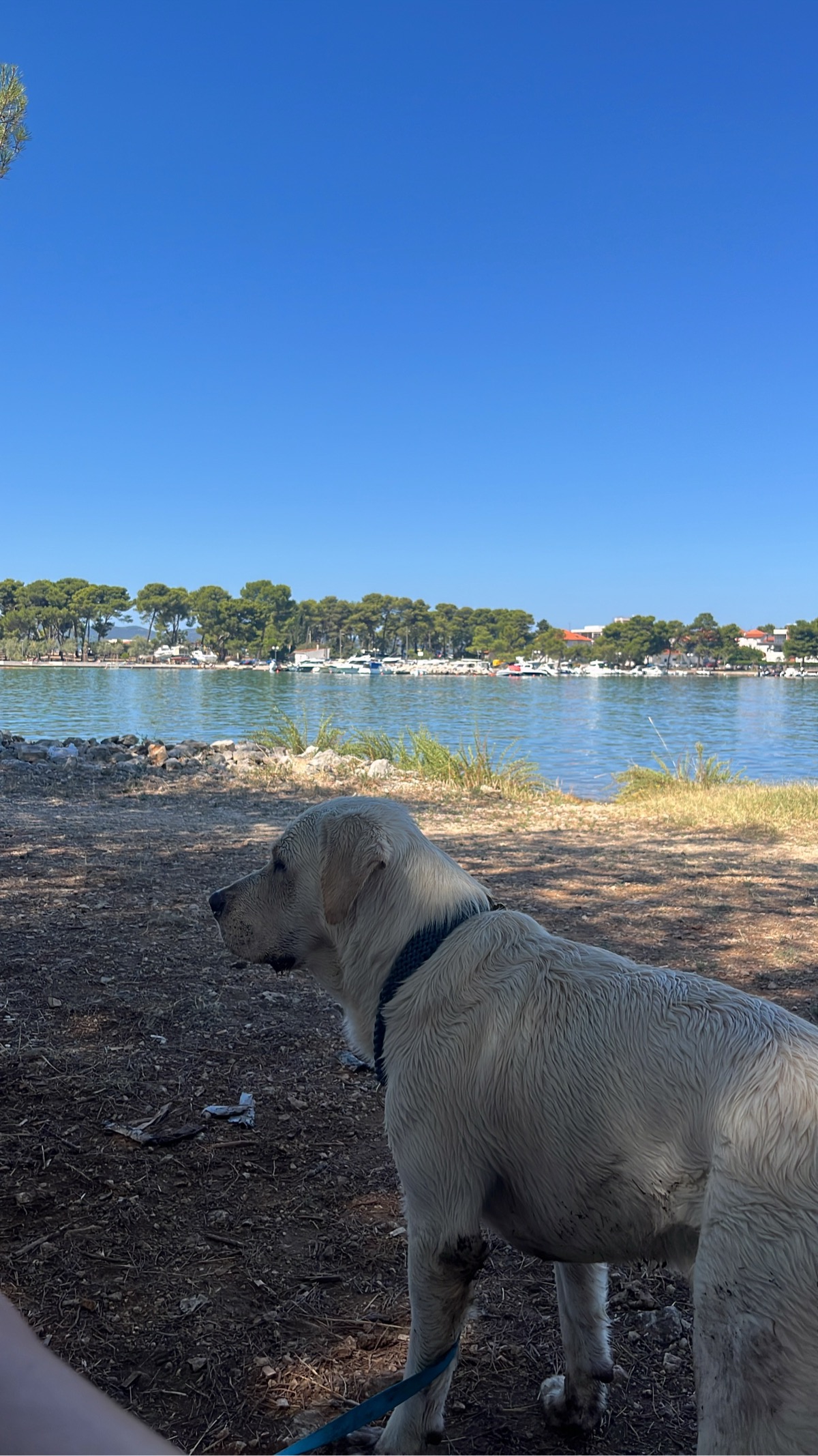 Dog beach — photo