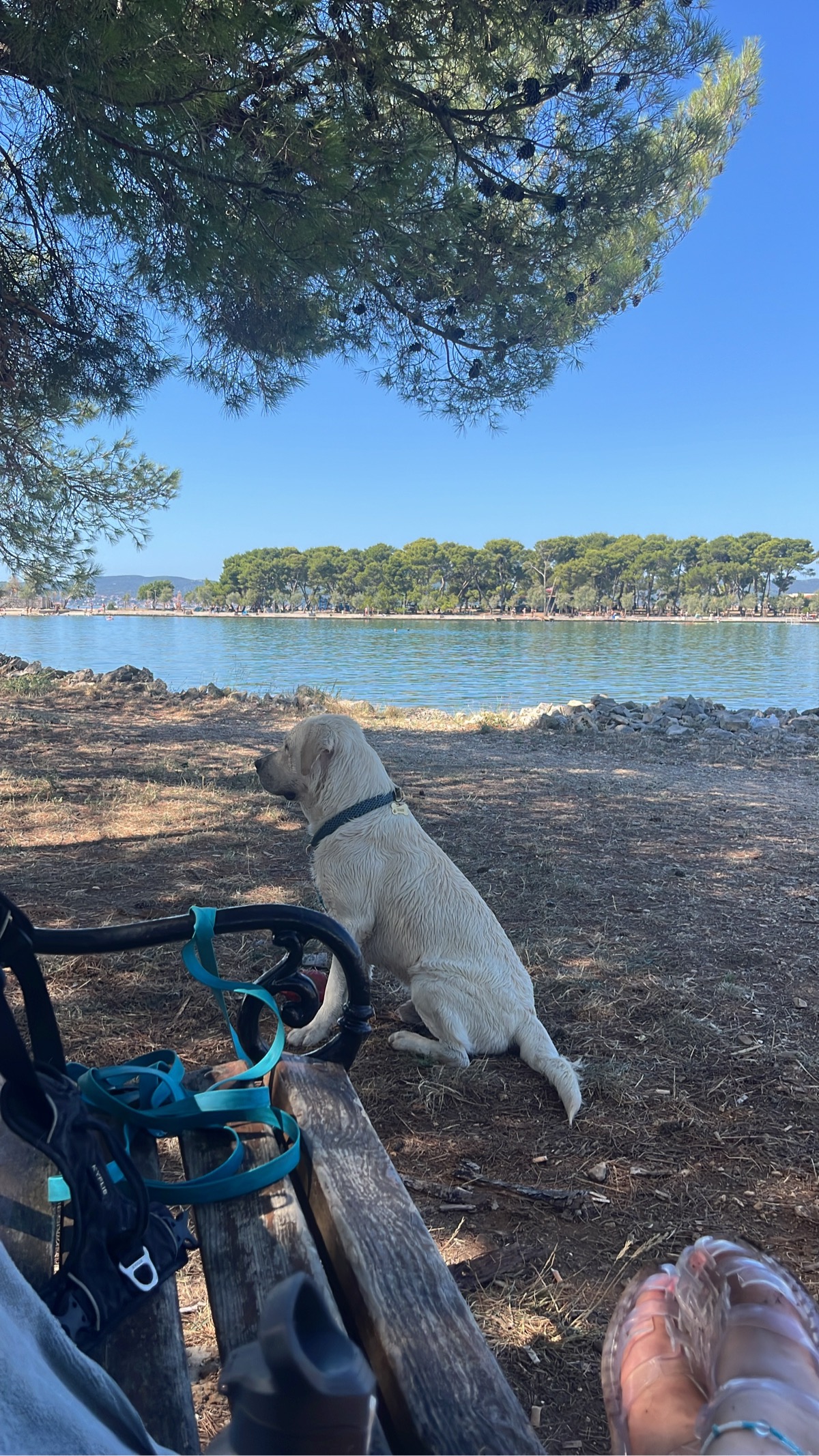 Dog beach — photo