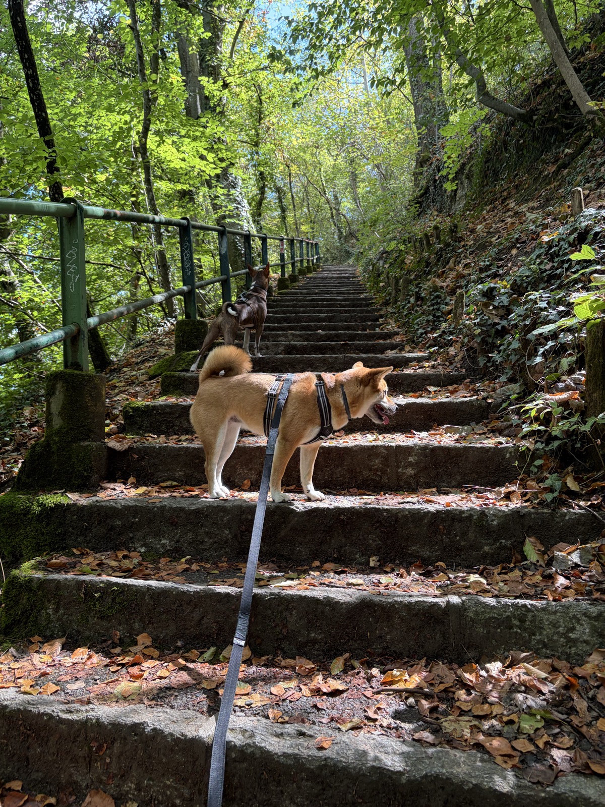 Bois de la Bâtie — photo
