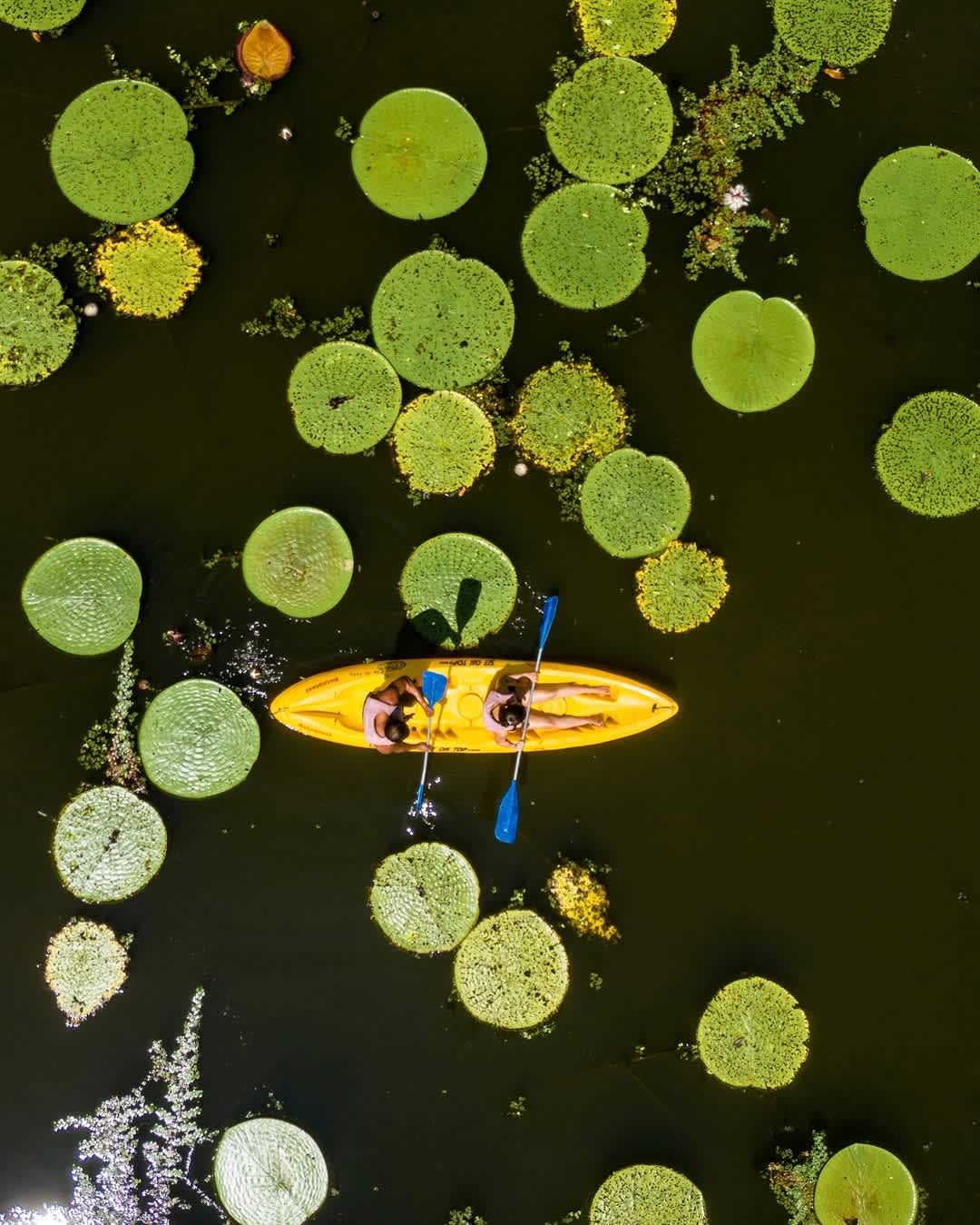 KAYAK