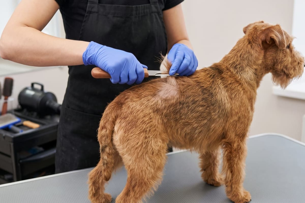 Stripping en perros: qué es y para qué tipos de pelo se utiliza.