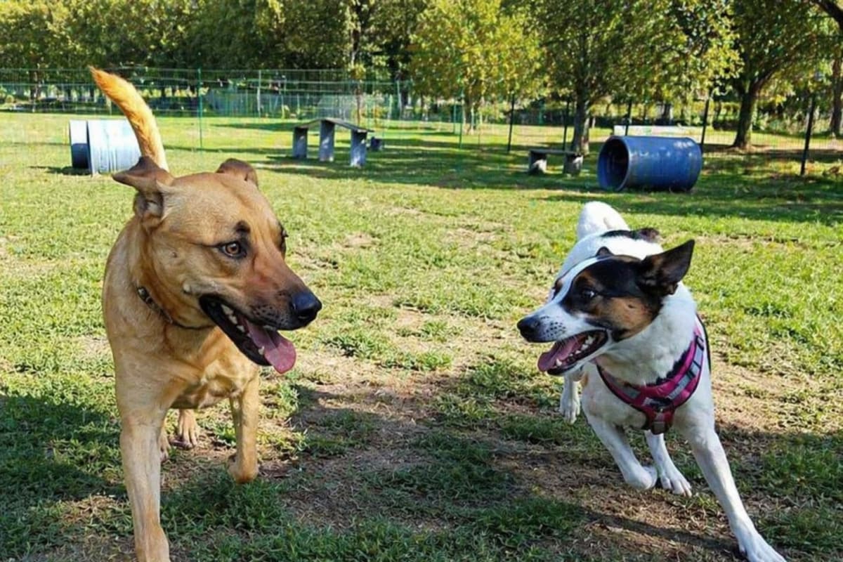 Diferencia entre pipicán, parque canino y zona de mascotas sueltas. ¿Existen diferencias?