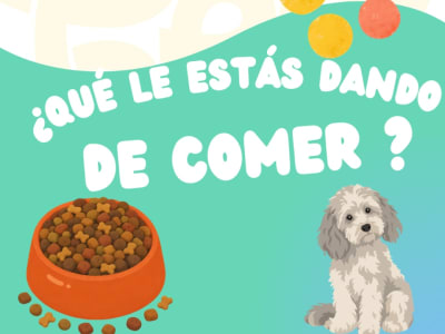 Cómo leer la etiqueta del pienso de tu perro: guía práctica con Petiqueta