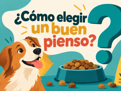 Cómo saber si un pienso para perros es bueno: 10 claves para elegir bien