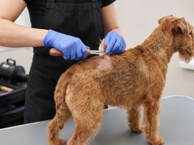Stripping en perros: qué es y para qué tipos de pelo se utiliza.