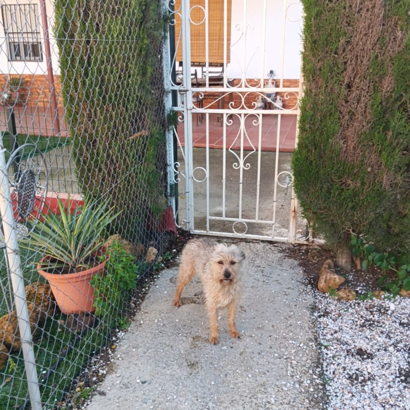 Foto de Noa, Perro raza  navarro, en La Campana, Sevilla