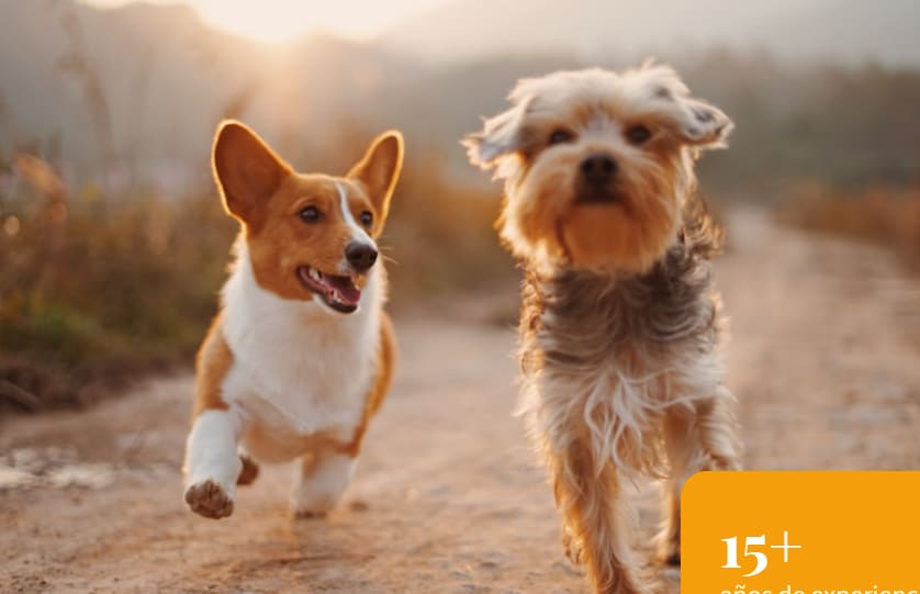 Casa de Cachorros — Criadores de perros en Madrid