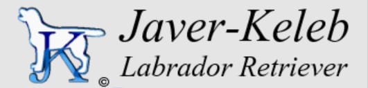 Javer-keleb labrador retriever y jack russell terrier — Criadores de perros en Vélez-Málaga