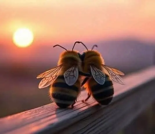 IMG-7683af10e0c8b027841dfa41352a71c3-V