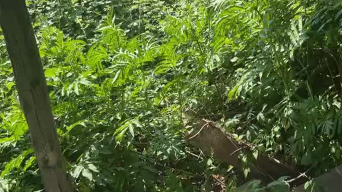 att.--6oqiHroVLkFGyGMATtelXdwf4cExXI1RzdXvBeaFo.mp4