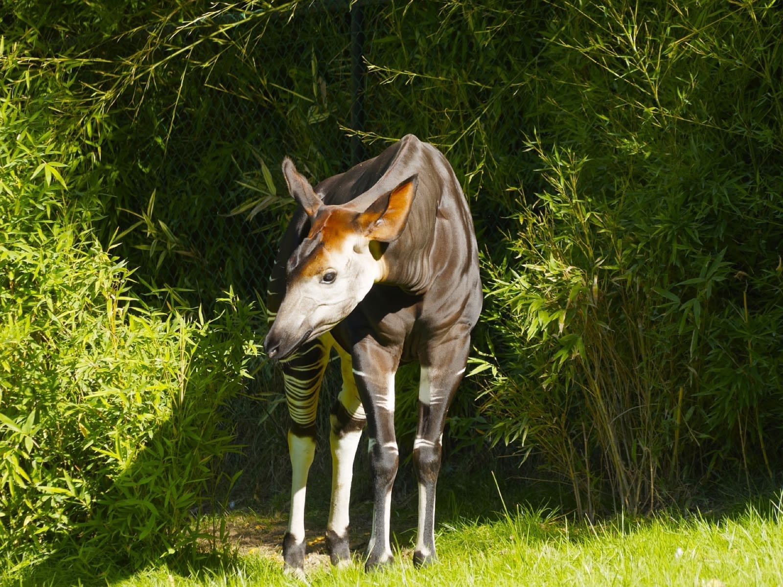 Fonds Okapi - équipe de conservation