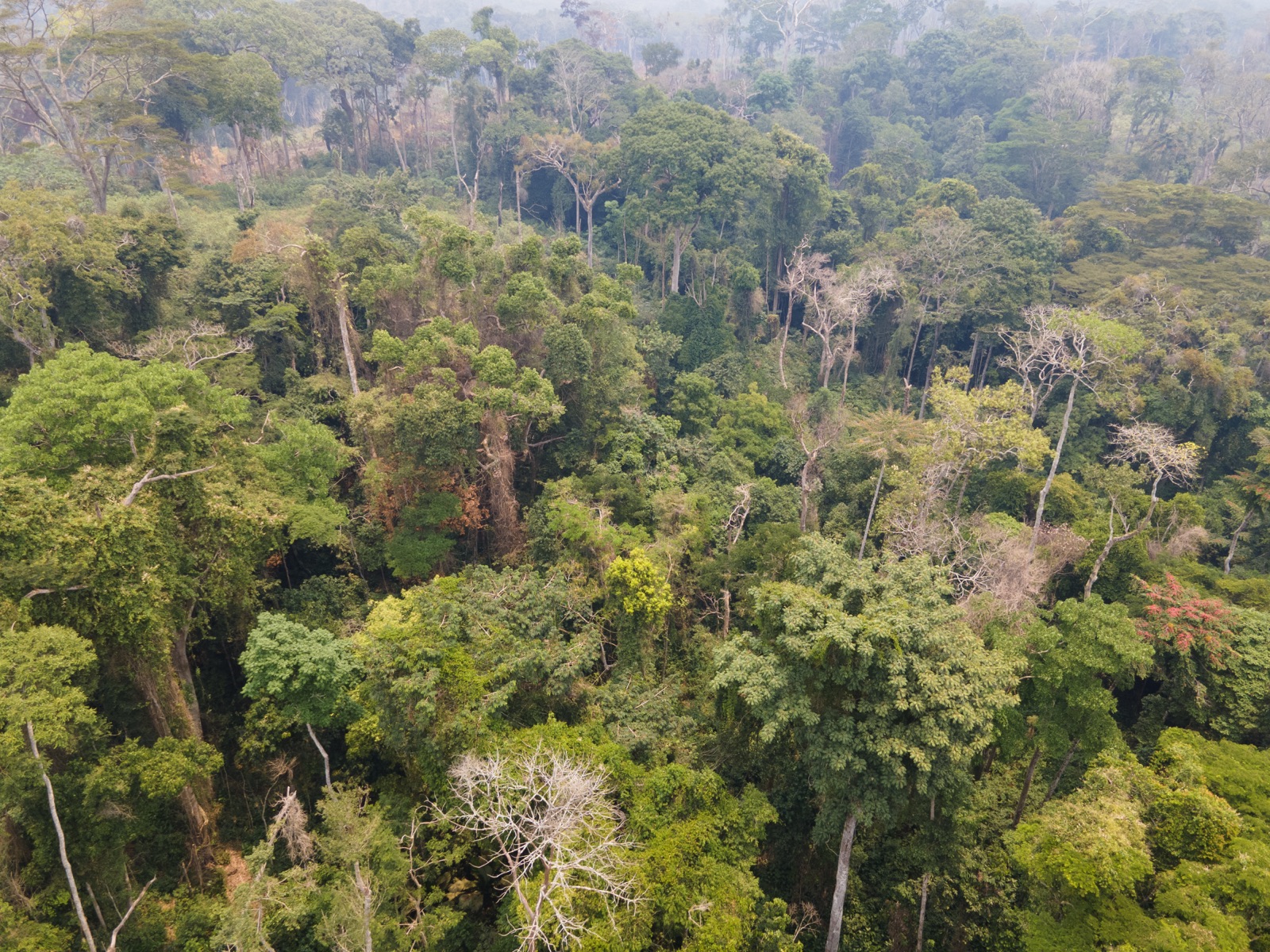 Forêt tropicale RDC