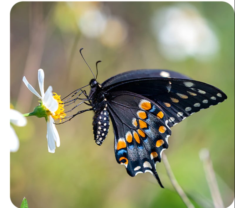 Entering The World Of Macro Camera