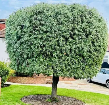 Lea Valley Garden Services completed project