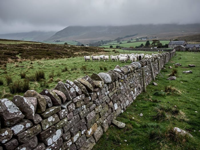 Dry stone dyke restoration near Glamis - Image 4 - Masowa & Son