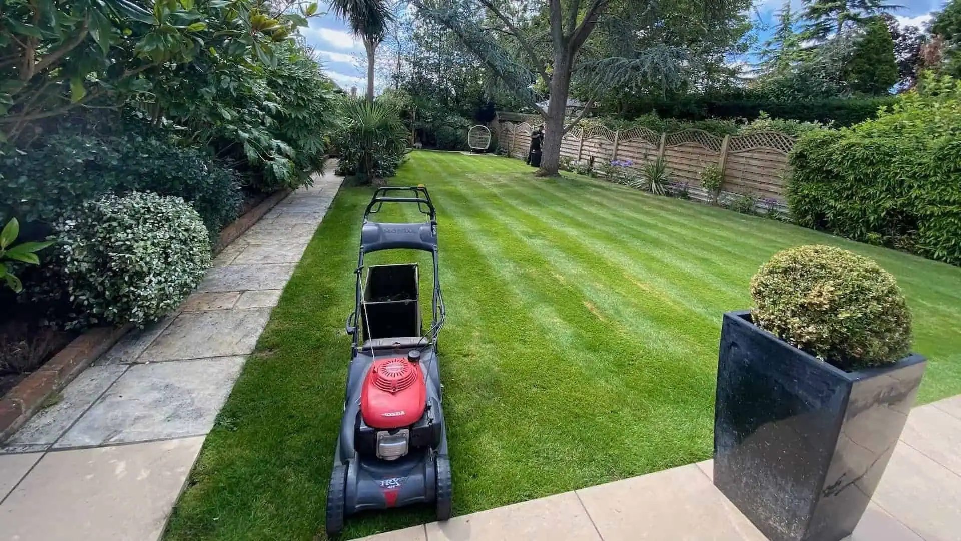 Professional lawn care and cutting services