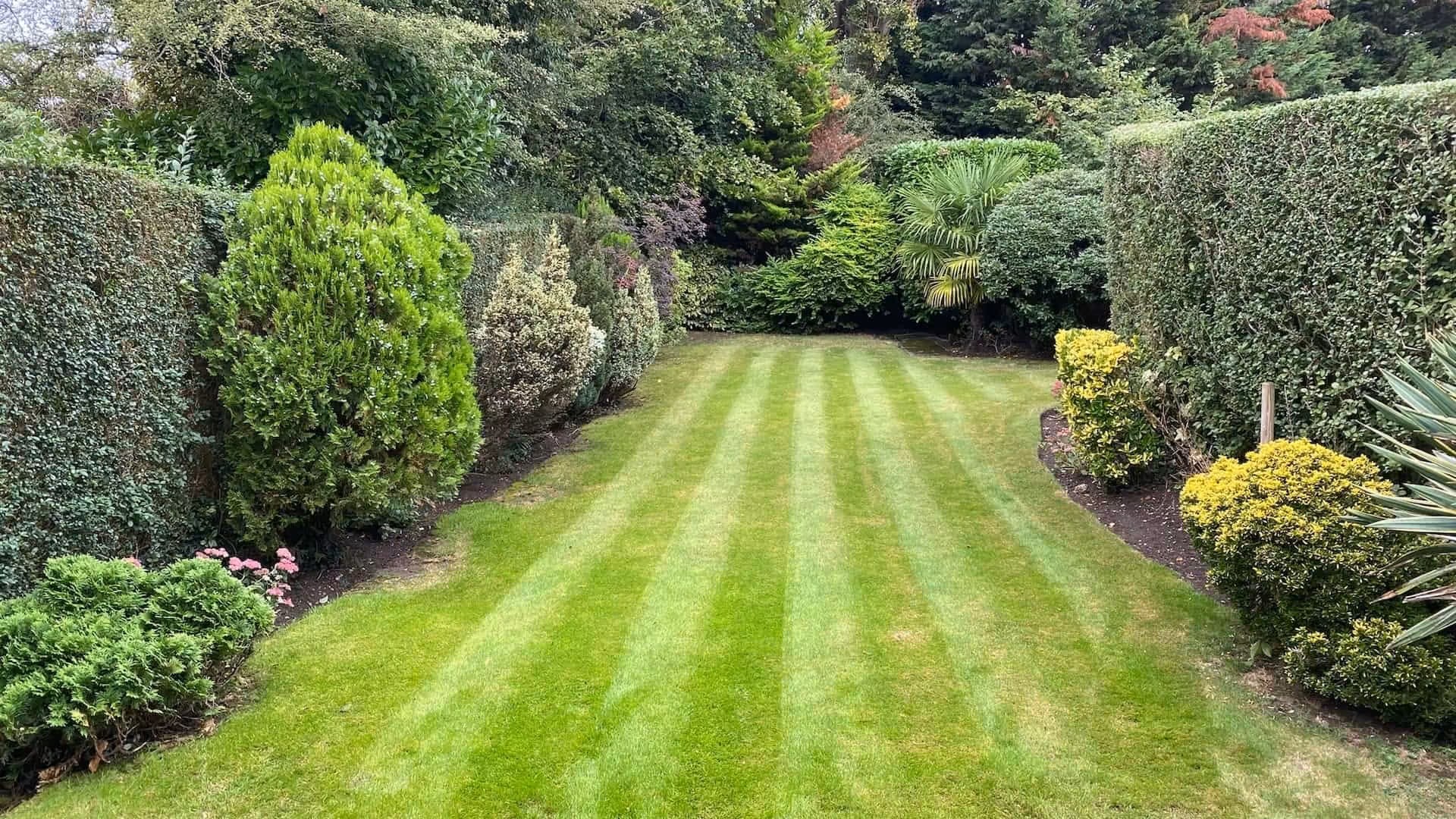 Professional hedge trimming and pruning services