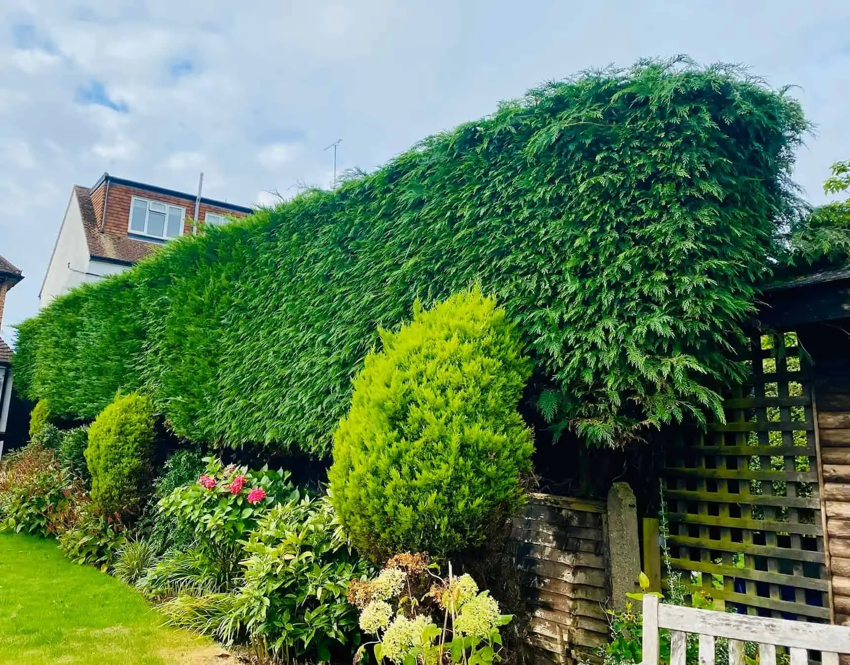 Expert tree and hedge maintenance