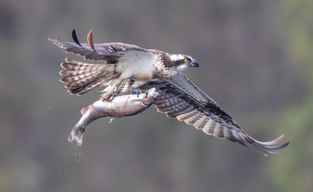 Blog Promo - Spring Wildlife