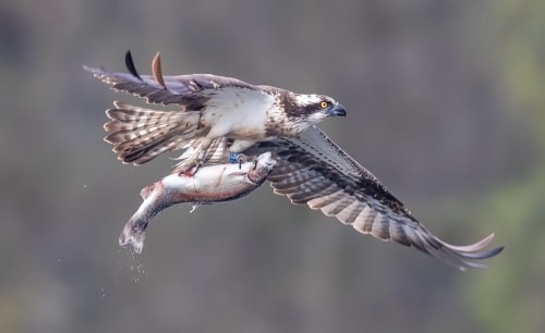 Blog Promo - Spring Wildlife