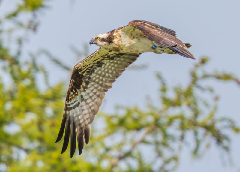 Spring Wildlife at Foresterseat: What to Spot This Season