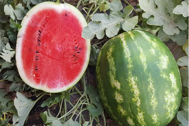 Watermelon