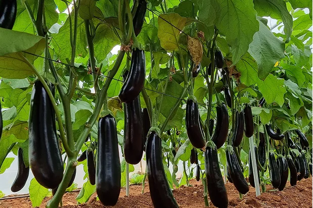 Eggplant