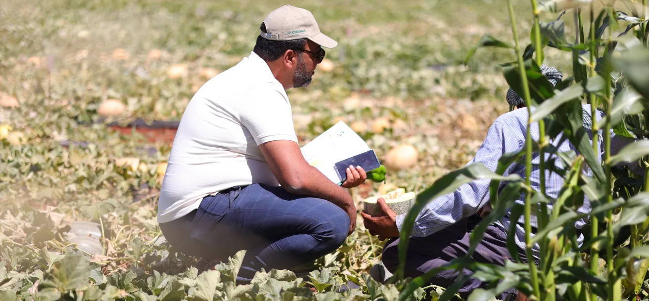 Open Field Crop Trials in Sareen | August 2023